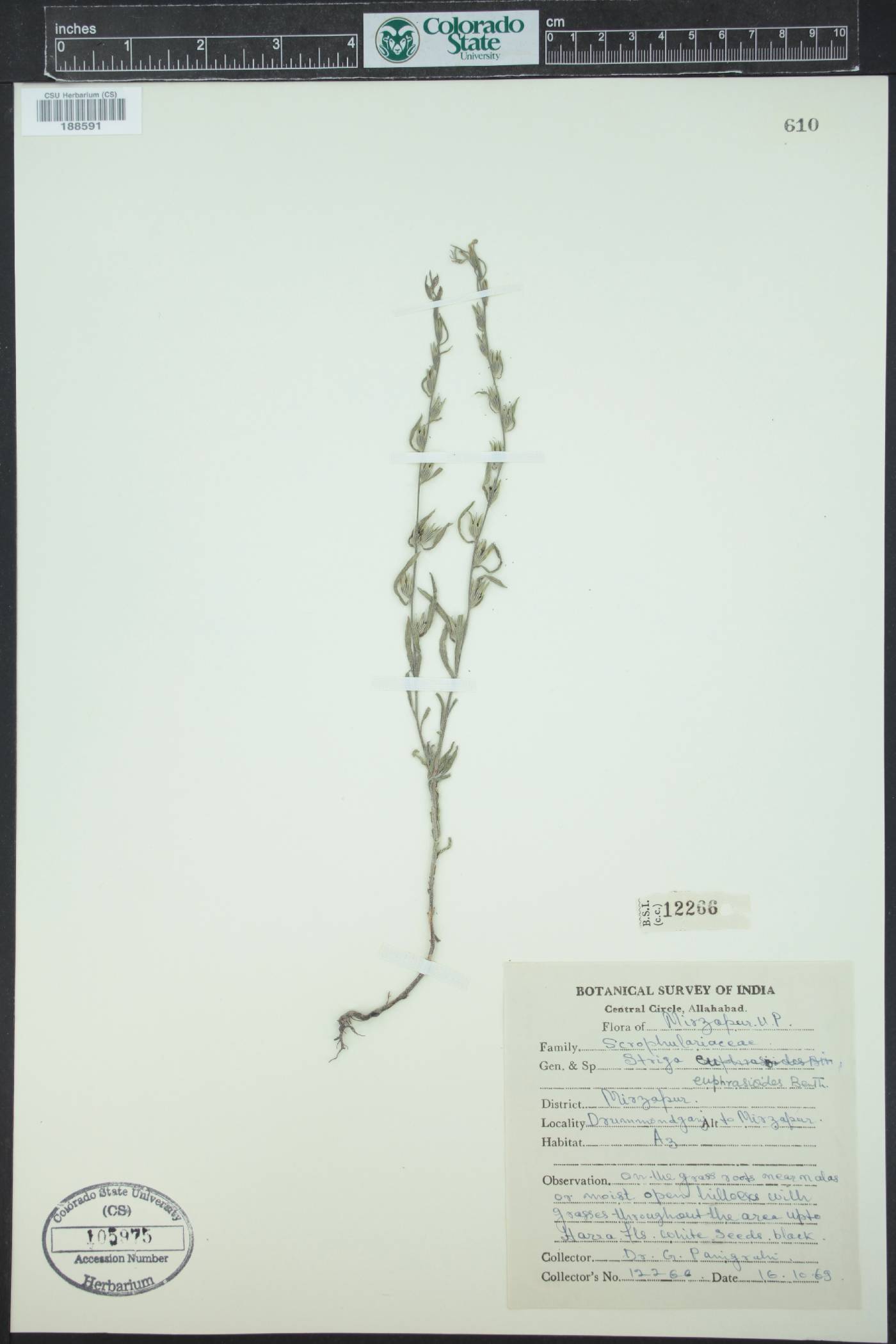 Striga angustifolia image