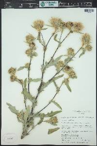 Cirsium clavatum image