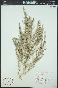 Amaranthus albus image