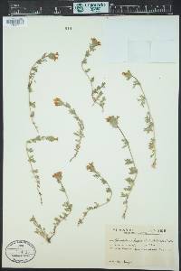 Glandularia laciniata image