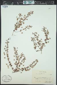 Veronica persica image