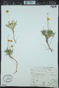Thelesperma subnudum image