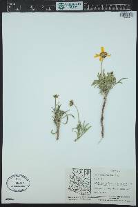Thelesperma subnudum image