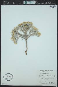 Tetradymia canescens image