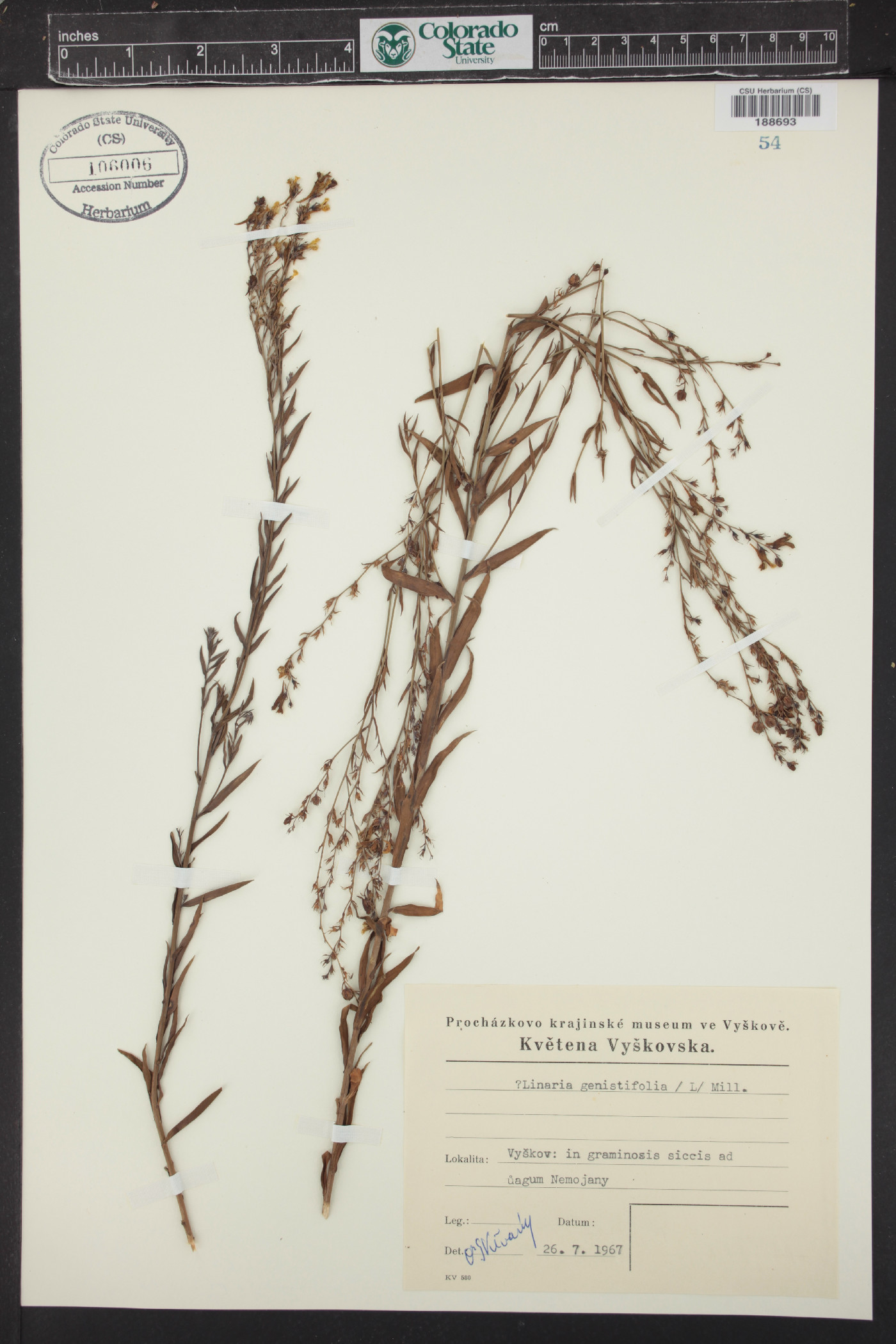 Linaria genistifolia image