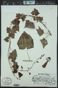 Lophospermum erubescens image