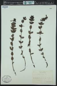 Bartsia alpina image