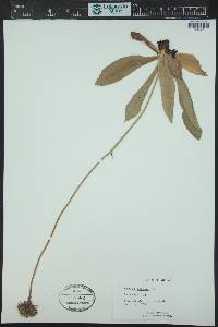 Arnica montana image