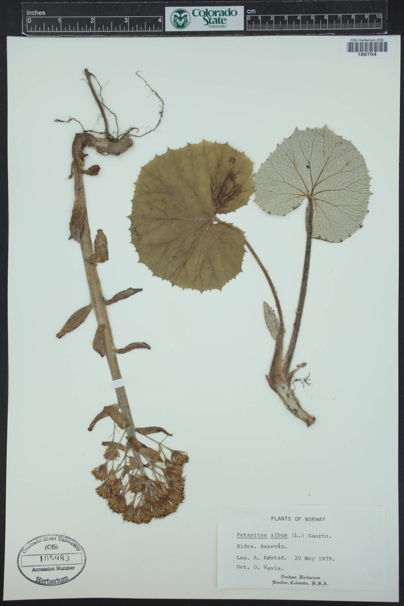 Petasites albus image