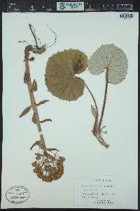 Petasites albus image