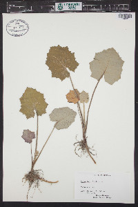 Tussilago farfara image