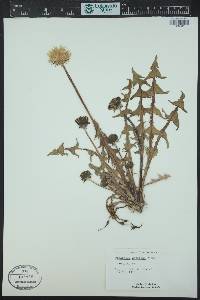 Taraxacum cordatum image
