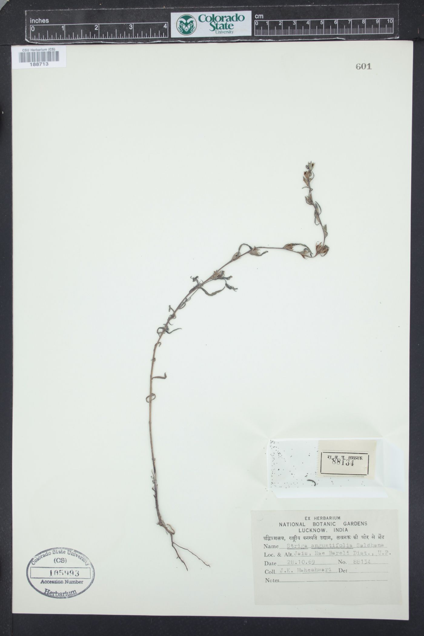 Striga angustifolia image