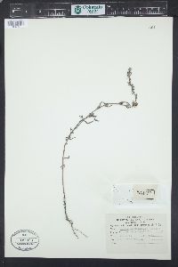 Image of Striga angustifolia