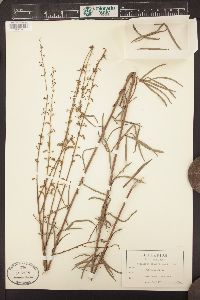 Desmodium tenuifolium image