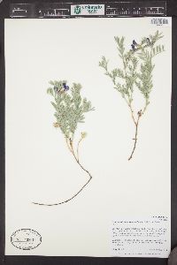 Lathyrus polymorphus subsp. incanus image