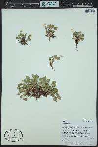 Viola adunca image