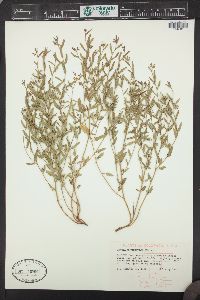 Tragia urticifolia image