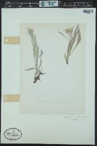 Antennaria anaphaloides image