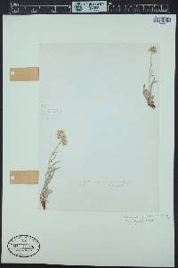 Antennaria luzuloides image
