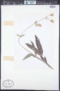 Arnica parryi image