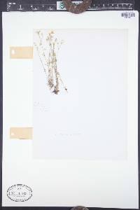 Sabulina michauxii image