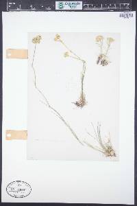 Eremogone congesta image