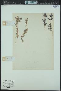 Gentianella amarella subsp. acuta image