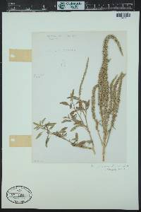 Amaranthus arenicola image