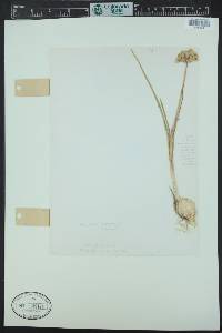 Allium textile image