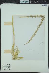 Aletris farinosa image