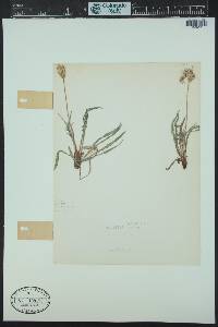 Agoseris parviflora image