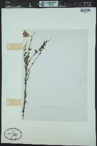 Agalinis fasciculata image