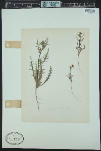 Mentzelia albicaulis image