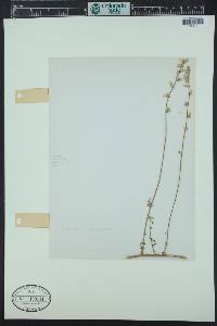 Alternanthera flavescens image