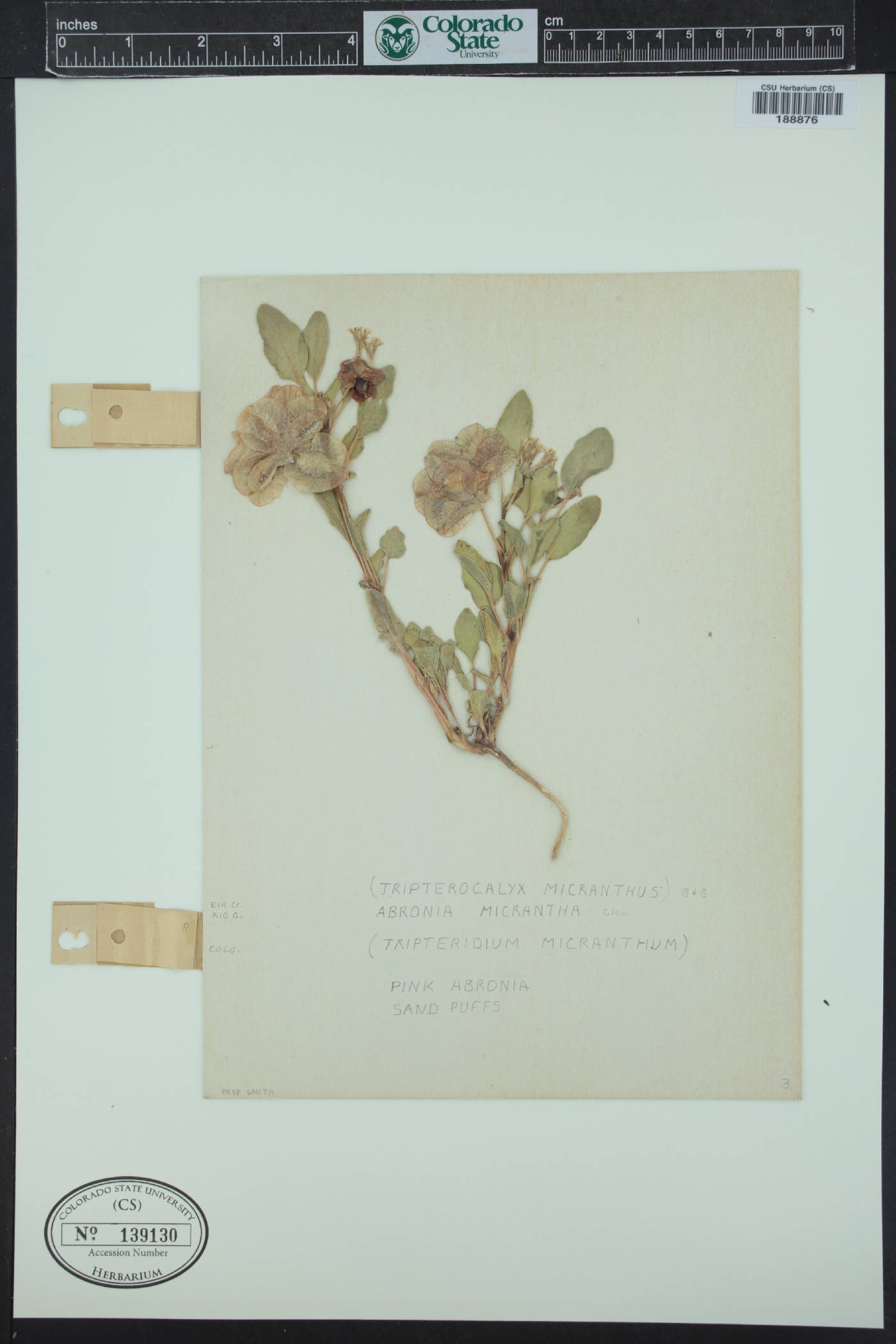 Tripterocalyx micranthus image
