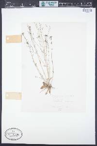 Arabidopsis thaliana image