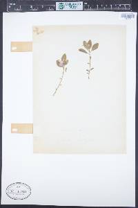 Polygaloides paucifolia image