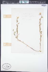 Lomatogonium rotatum image