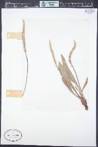 Plantago eriopoda image