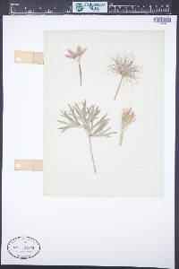 Pulsatilla patens subsp. multifida image