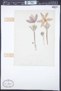 Pulsatilla patens subsp. multifida image