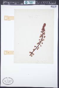 Pterospora andromedea image
