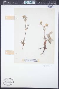 Potentilla pulcherrima image