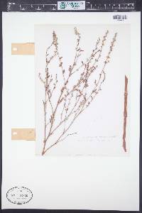 Polygonum ramosissimum image