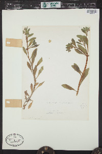 Asperugo procumbens image