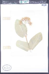 Asclepias speciosa image