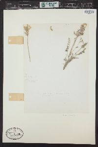 Astragalus missouriensis image