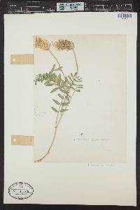 Astragalus laxmannii var. robustior image