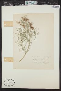 Astragalus pectinatus image